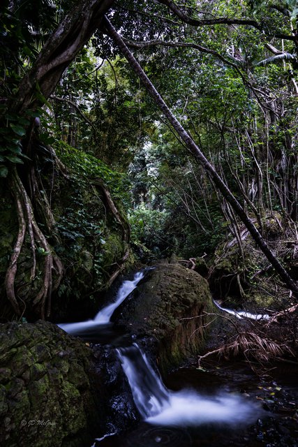 Waterfall on the Onomea Bay Trail