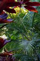 Red and Green at Hawaii Tropical Botanical Garden #1