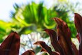 Red and Green at Hawaii Tropical Botanical Garden #2