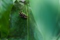 A Greenhouse Frog Waiting for Lunch