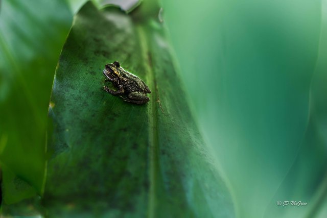 A Greenhouse Frog Waiting for Lunch