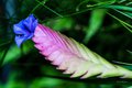 A Blue-tipped Pink Quill Flower