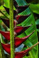 Red "Splash" in Hawaii Tropical Botanical Garden