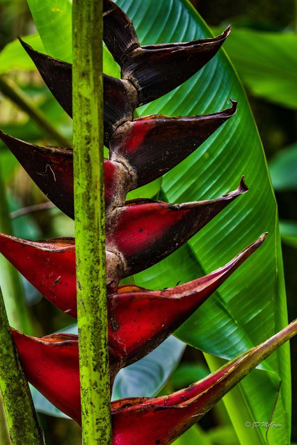 Red "Splash" in Hawaii Tropical Botanical Garden