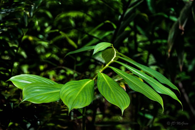 A Spray of Green Leaves