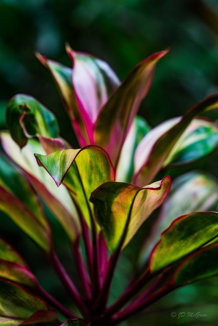Red and Green leaves in Hawaii Tropical Botanical Garden