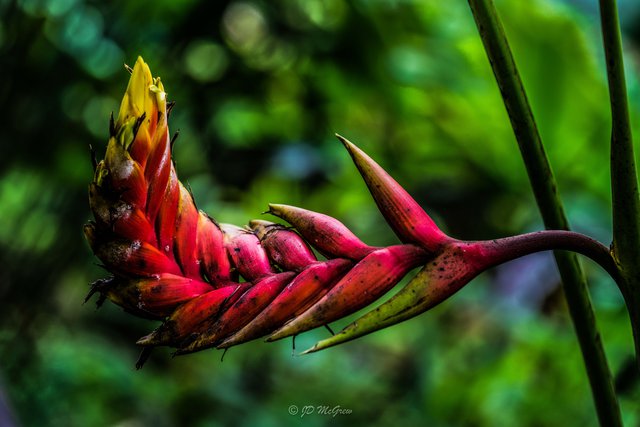 Heliconia stricta "Bucky" in Hawaii Tropical Botanical Garden