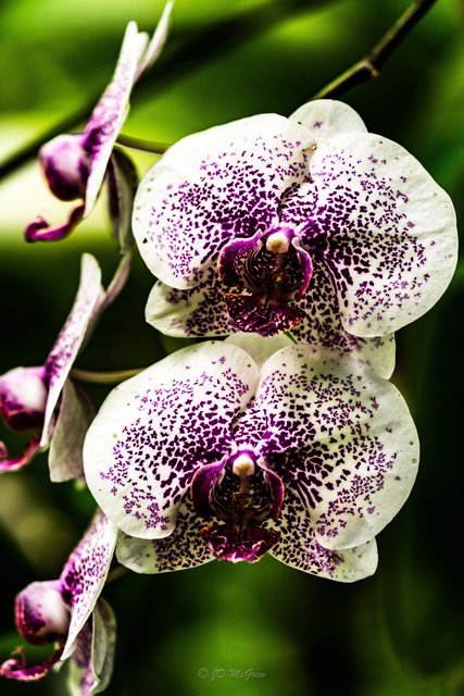 White and Purple Orchids in Hawaii Tropical Botanical Garden