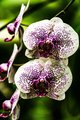 White and Purple Orchids in Hawaii Tropical Botanical Garden