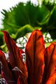 Red Leaves and Green Palms in Hawaii Tropical Botanical Garden