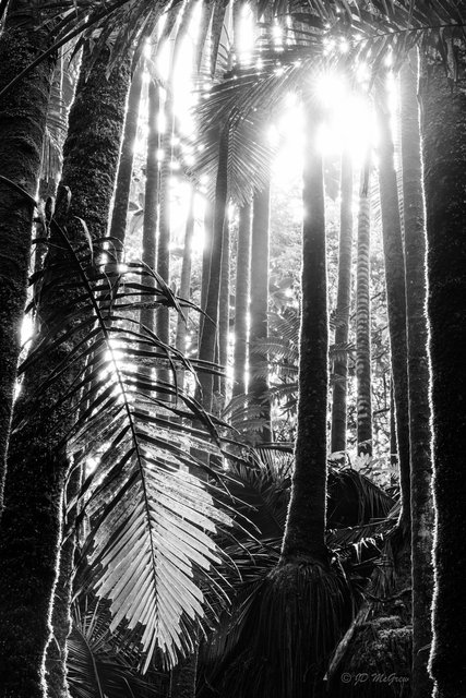 Clustering Palms in Sunlight #1, black and white