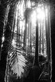 Clustering Palms in Sunlight #1, black and white