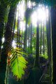 Clustering Palms in Sunlight #2, vertical