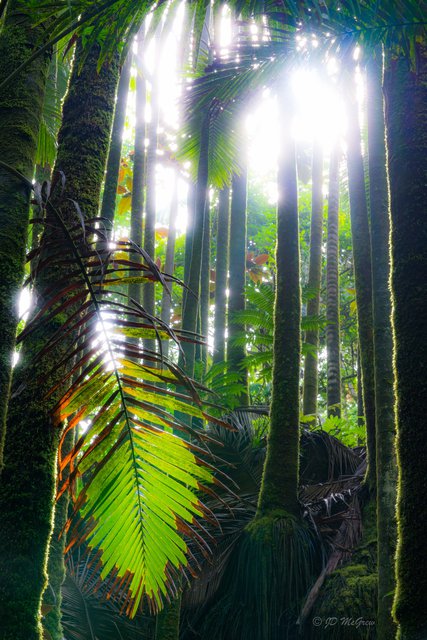 Clustering Palms in Sunlight #2, vertical