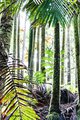 Clustering Palms in Sunlight #3, Horizontal