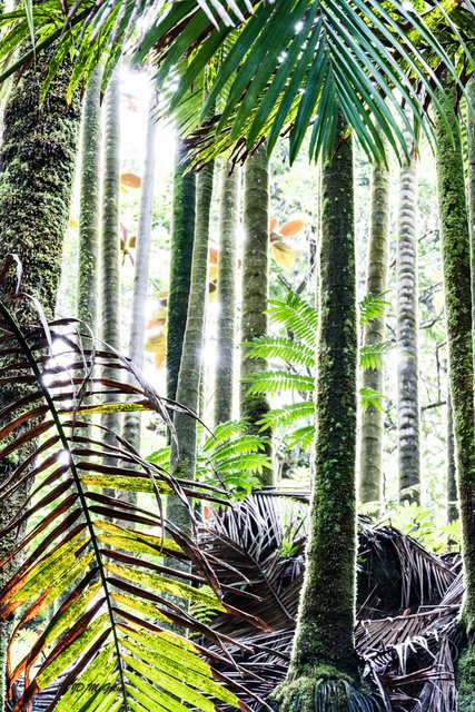 Clustering Palms in Sunlight #3, Horizontal