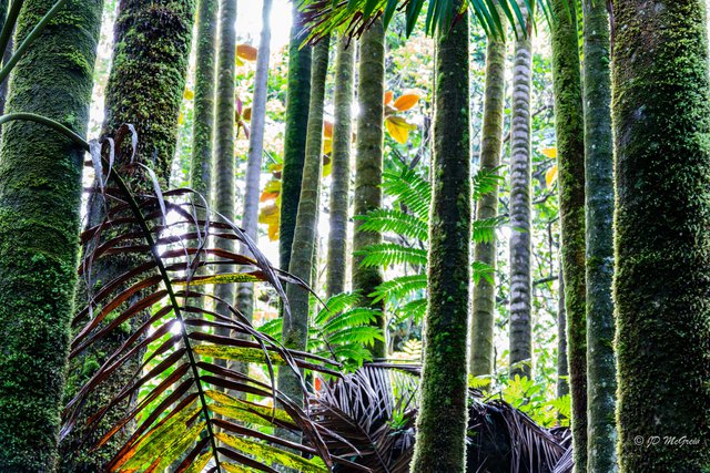 Clustering Palms in Sunlight #4, Horizontal