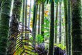 Clustering Palms in Sunlight #4, Horizontal