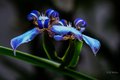 Blue Iris in Hawaii Tropical Botanical Garden