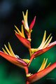 Heliconia psittacorum "Tropics" in Hawaii Tropical Botanical Garden #1