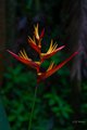 Heliconia psittacorum "Tropics" in Hawaii Tropical Botanical Garden #2
