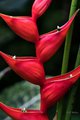 Heliconia stricta "Bucky" in Hawaii Tropical Botanical Garden #1