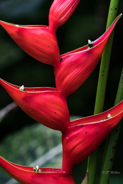 Heliconia stricta "Bucky" in Hawaii Tropical Botanical Garden #1