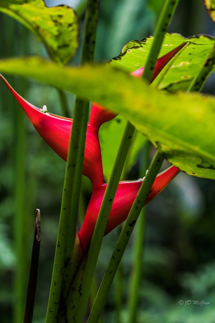 Heliconia stricta "Bucky" in Hawaii Tropical Botanical Garden #2
