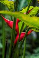 Heliconia stricta "Bucky" in Hawaii Tropical Botanical Garden #2