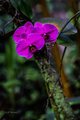Violet Orchids in Hawaii Tropical Botanical Garden