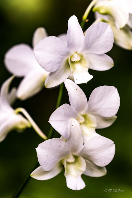 White Orchid Dendrobium in Hawaii Tropical Botanical Garden