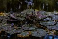 Water Lilies in Hawai'i Tropical Botanical Garden Nature Preserve