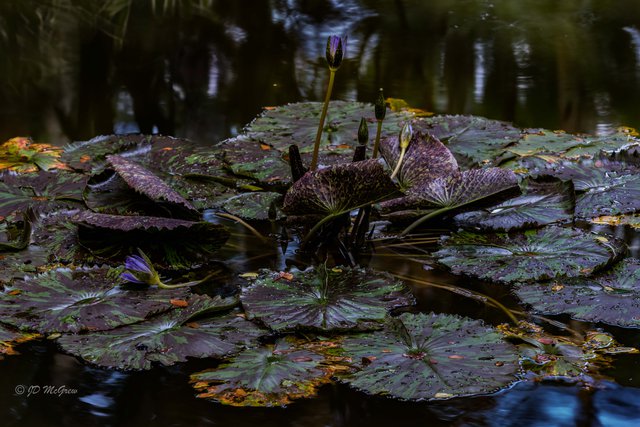 Water Lilies in Hawai'i Tropical Botanical Garden Nature Preserve