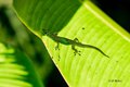 Gold Dust Day Gecko in Hawaii Tropical Botanical Garden #1