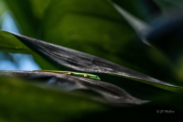 Gold Dust Day Gecko in Hawaii Tropical Botanical Garden #2