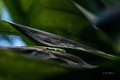 Gold Dust Day Gecko in Hawaii Tropical Botanical Garden #2