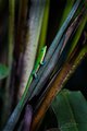 Gold Dust Day Gecko in Hawaii Tropical Botanical Garden #3, vertical