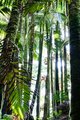 Clustering Palms in Sunlight #5, vertical