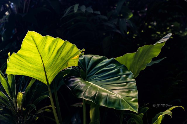 Giant Philodendron hybrid in Hawaii Tropical Botanical Garden #1