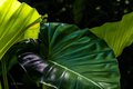 Giant Philodendron hybrid in Hawaii Tropical Botanical Garden #2