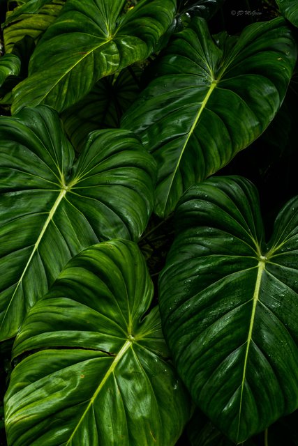 Giant Philodendron hybrid in Hawaii Tropical Botanical Garden #4