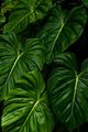 Giant Philodendron hybrid in Hawaii Tropical Botanical Garden #4