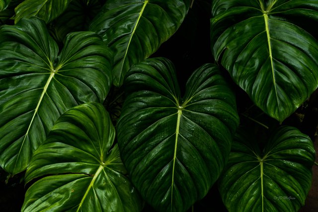 Giant Philodendron hybrid in Hawaii Tropical Botanical Garden #3