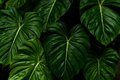 Giant Philodendron hybrid in Hawaii Tropical Botanical Garden #3