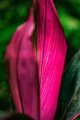 Big Red Leaves in Hawaii Tropical Botanical Garden #2, vertical