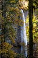 White and Yellow in the Fall Woods