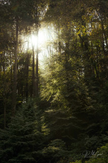 Afternoon in the Forest