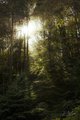 Afternoon in the Forest