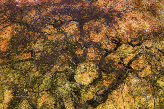Maple and Sunlight