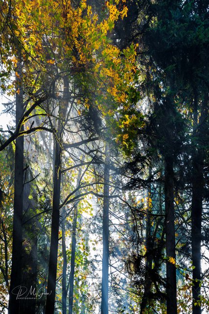 God's Rays in the Forest Park, Portland Oregon #1, vertical